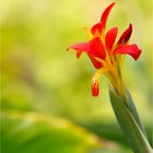 Blumenrohr (Canna)