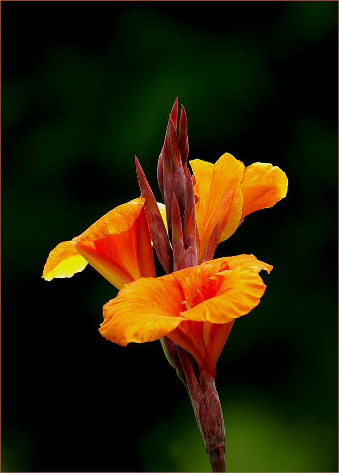 - Blumenrohr (Canna Hybride ) -