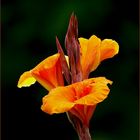 - Blumenrohr (Canna Hybride ) -