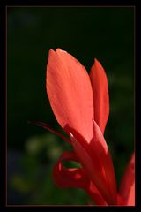 Blumenrohr (Canna indica)