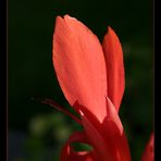 Blumenrohr (Canna indica)