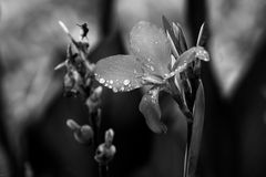 Blumenrohr nach dem Regen