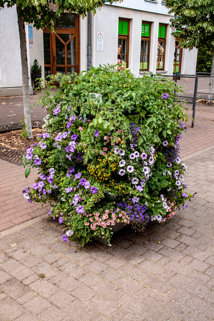 Blumensäulen in Burg gesehen...