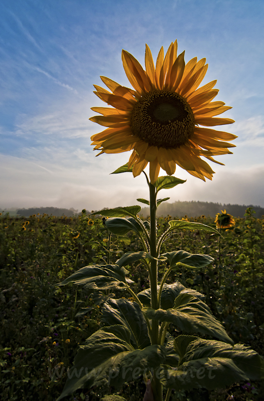 Blumenschein