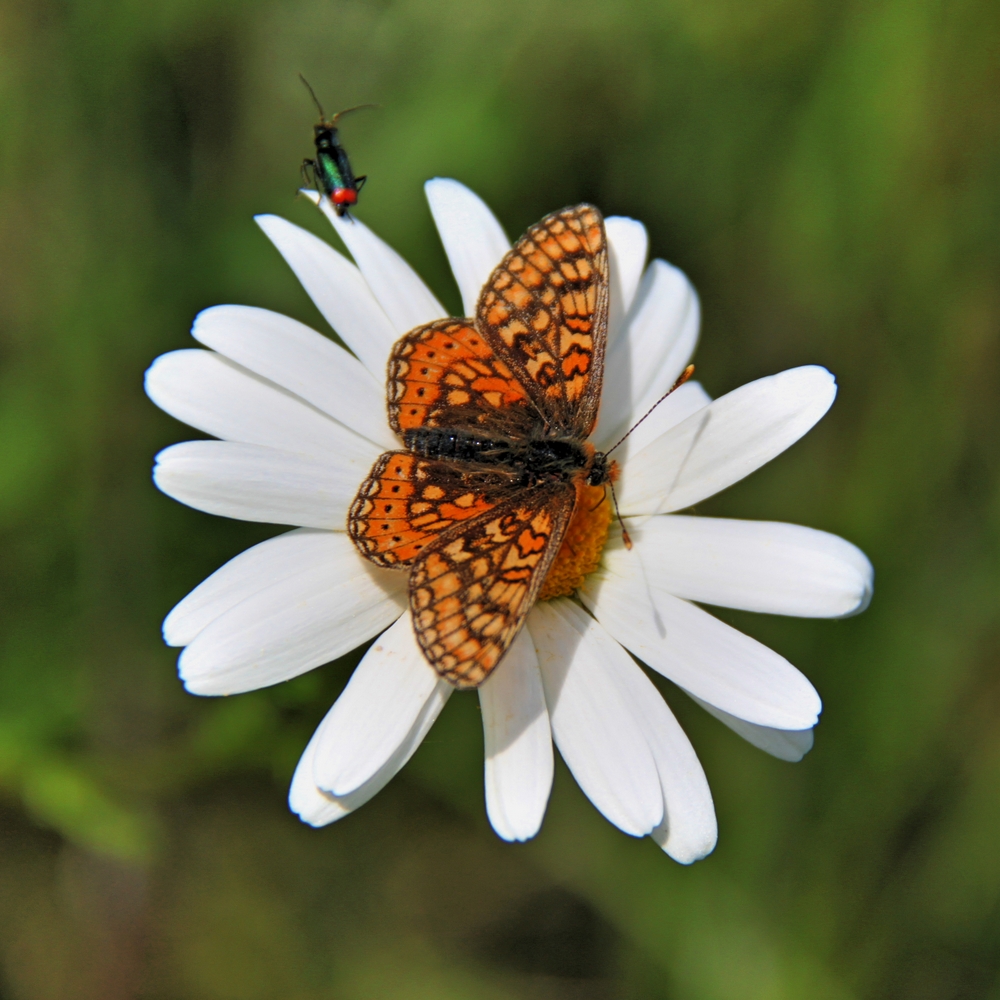 Blumenschmaus