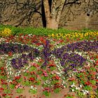 Blumenschmetterling im Schlosspark Siegen, Oberes Schloss