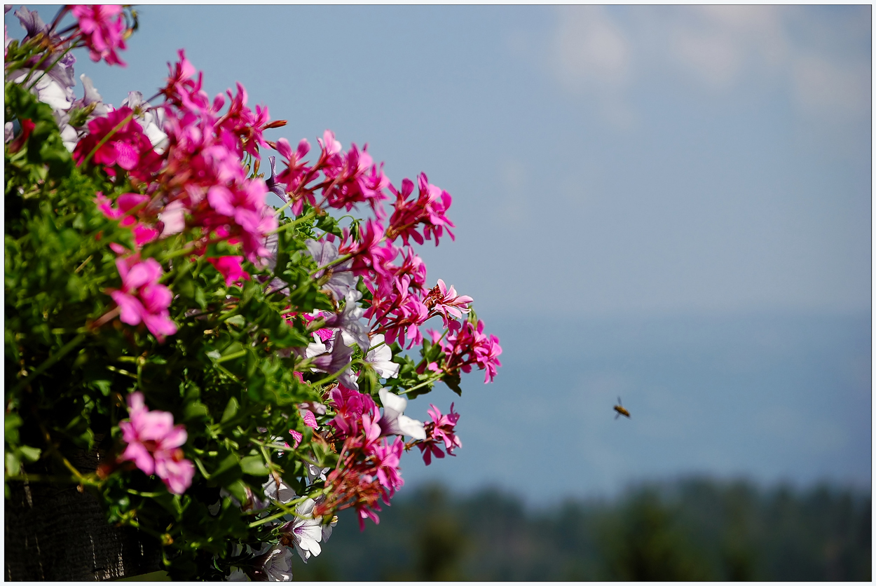 Blumenschmuck 2011