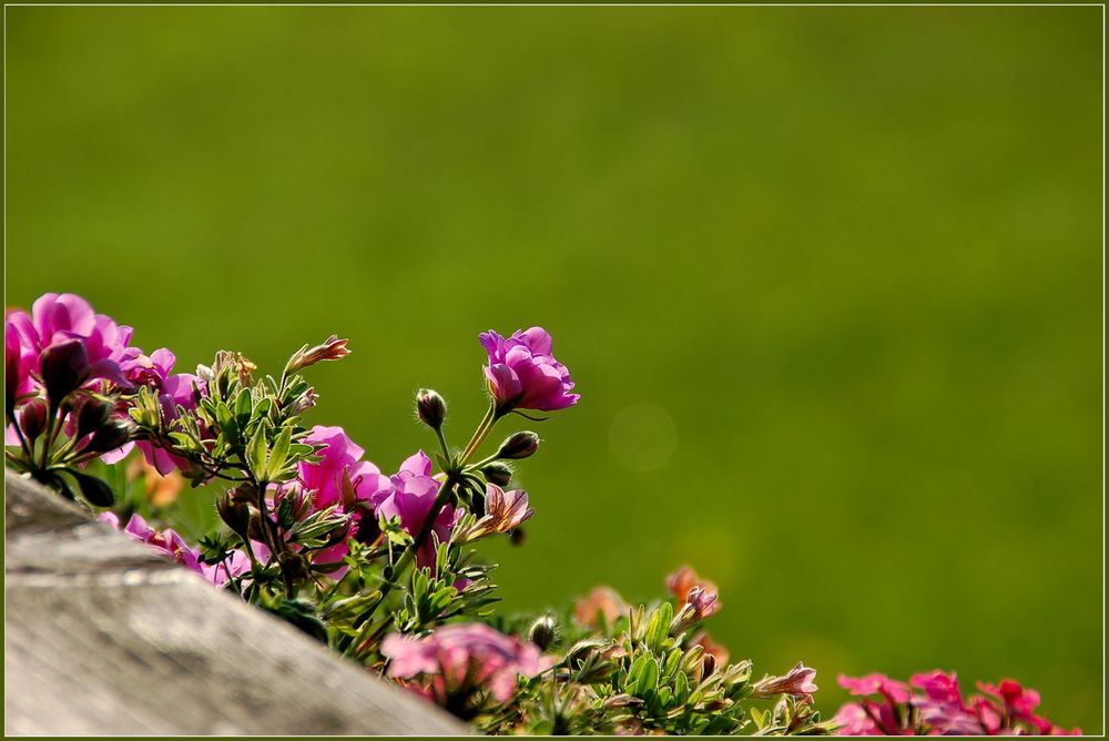 Blumenschmuck 2012 (2)