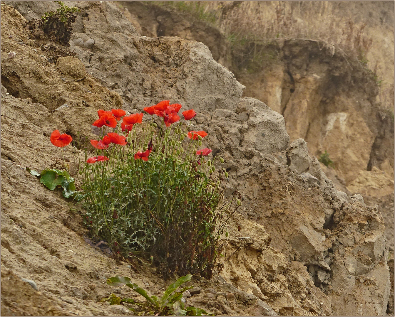 Blumenschmuck