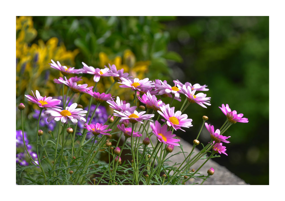 Blumenschmuck