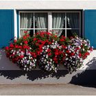 Blumenschmuck am Fenster 