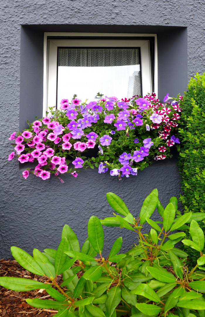 Blumenschmuck am Haus ...