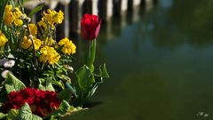 Blumenschmuck am Mühlbach in Wels