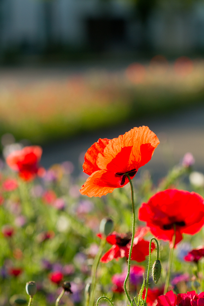 Blumenschmuck am Straßenrand