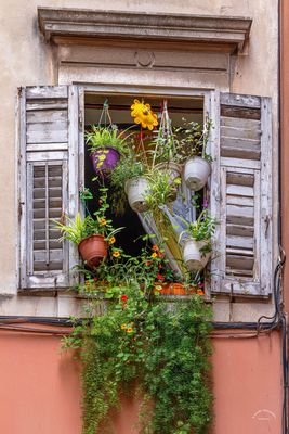 Blumenschmuck / Floral display (4419)