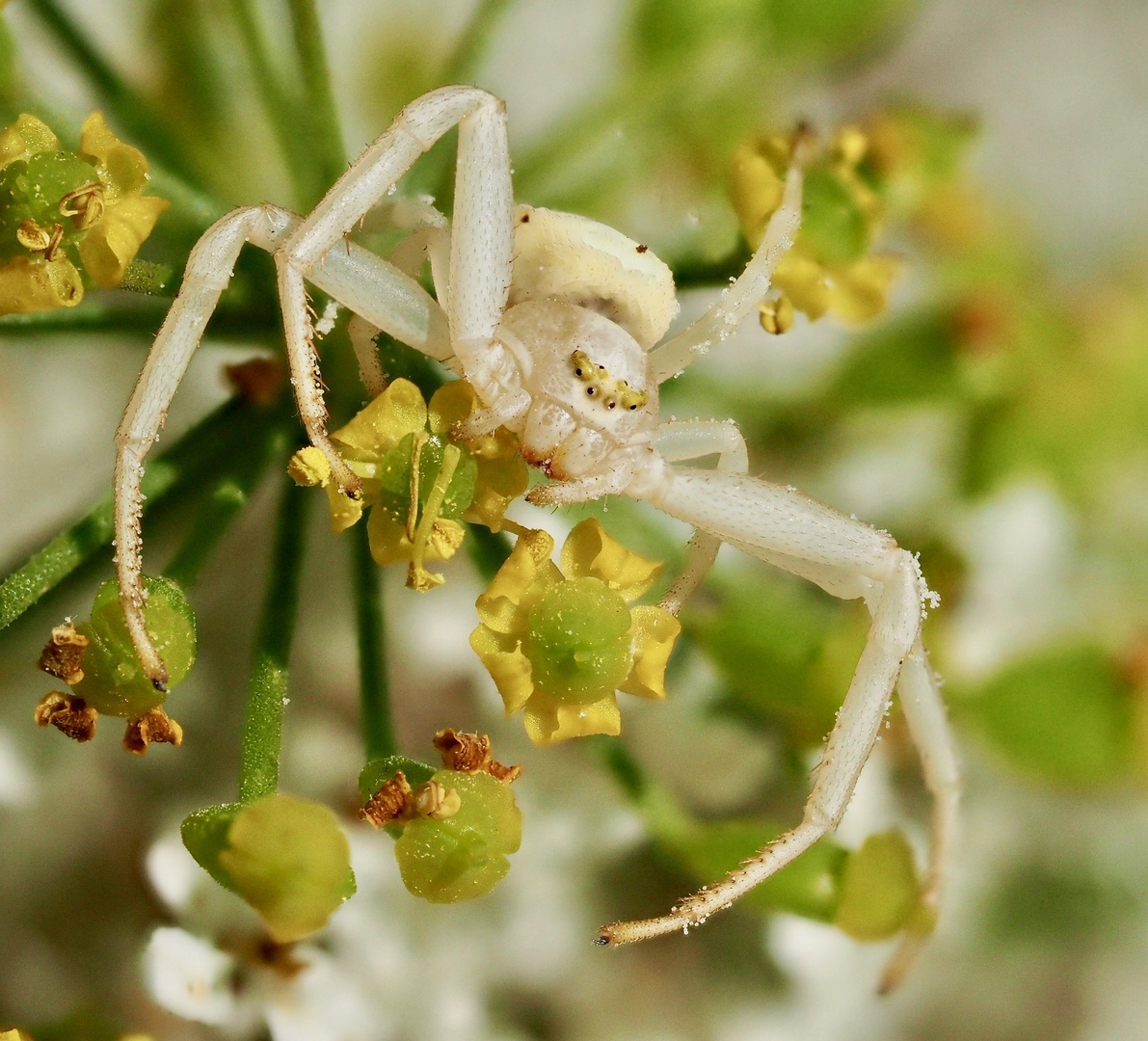 Blumenschmuck gratis!