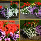 -Blumenschmuck in alten Sandsteintrögen-