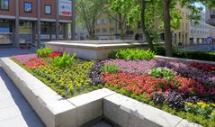 Blumenschmuck in Köln