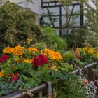 Blumenschmuck in Tübingen