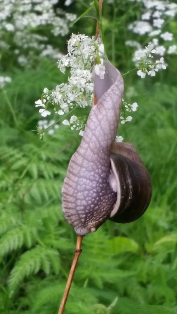 Blumenschnecke