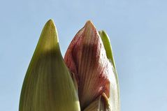 .........Blumenschnitt