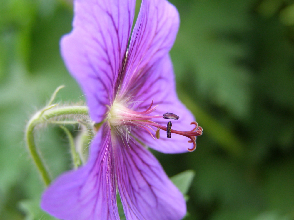 Blumenschönheit