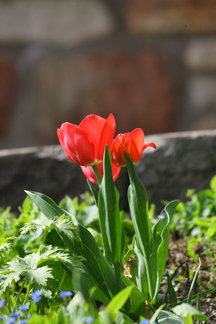 blumenschönheiten