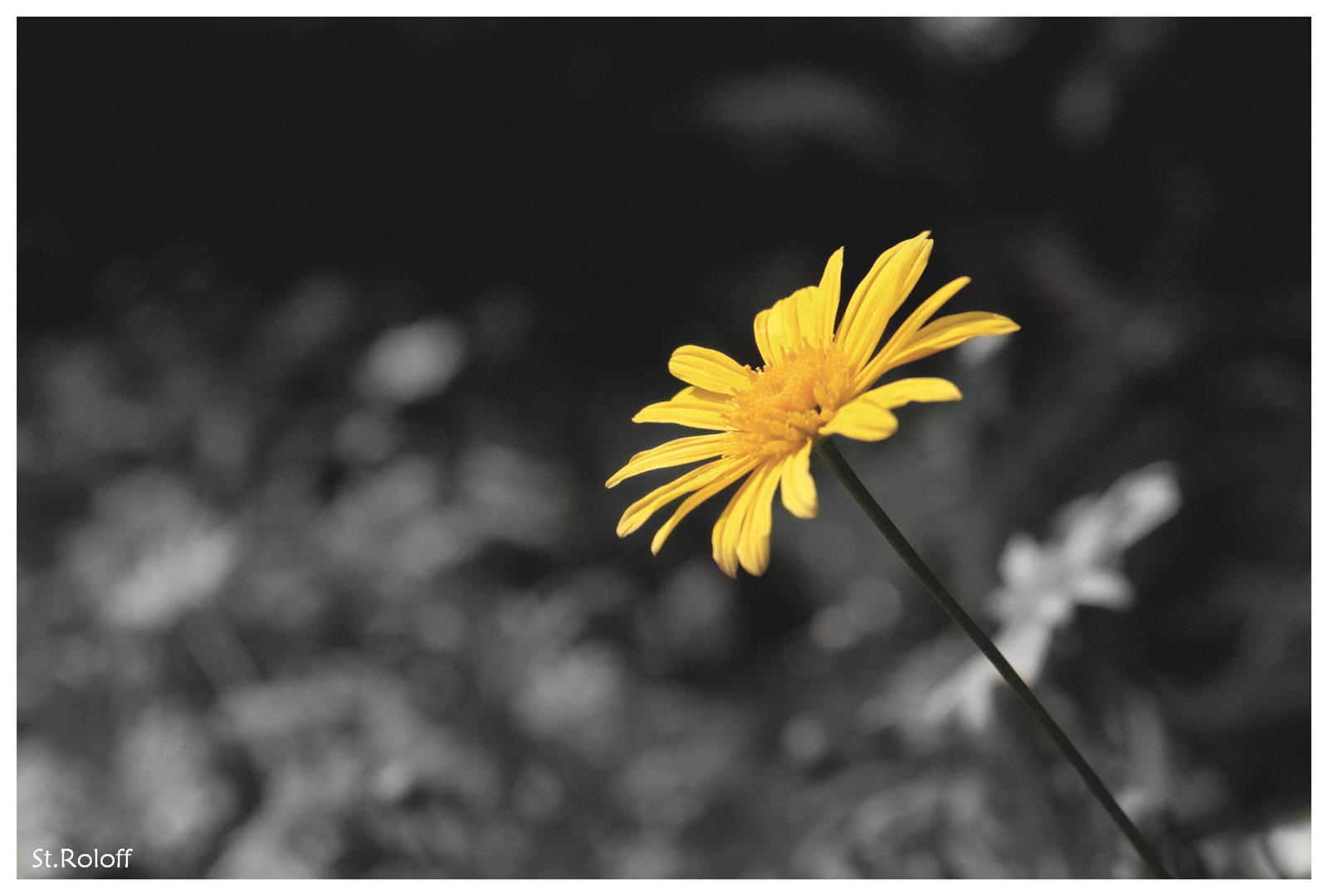 Blumenschönheiten im Stadtpark von Rheine