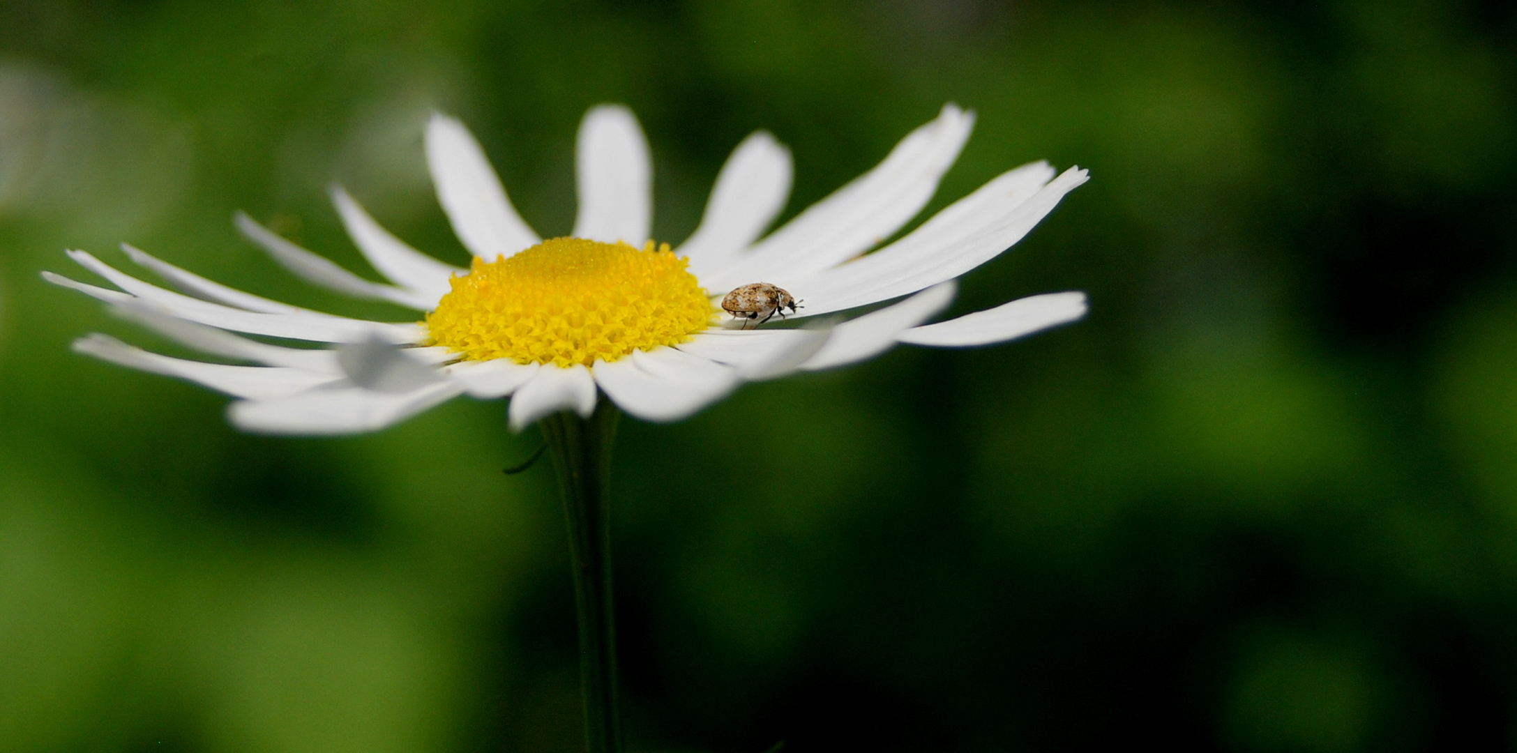 blumenspaziergang.