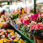 Blumenstand in Bozen