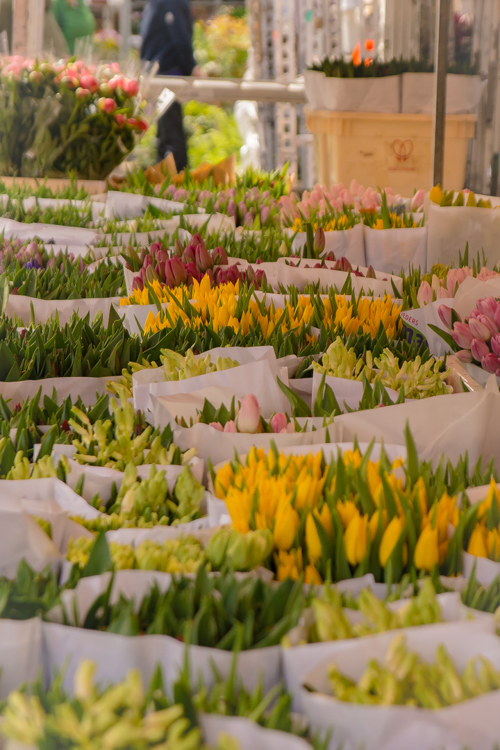 Blumenstand in Groningen II