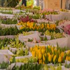 Blumenstand in Groningen II