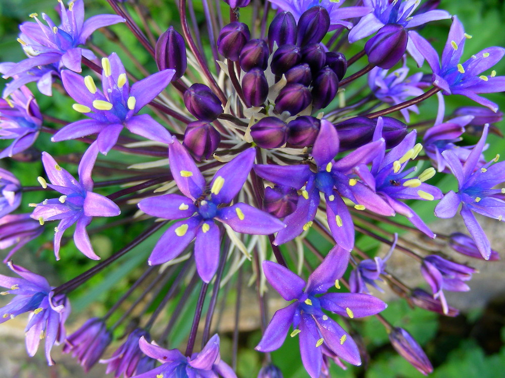 blumenstaude aus frankreich