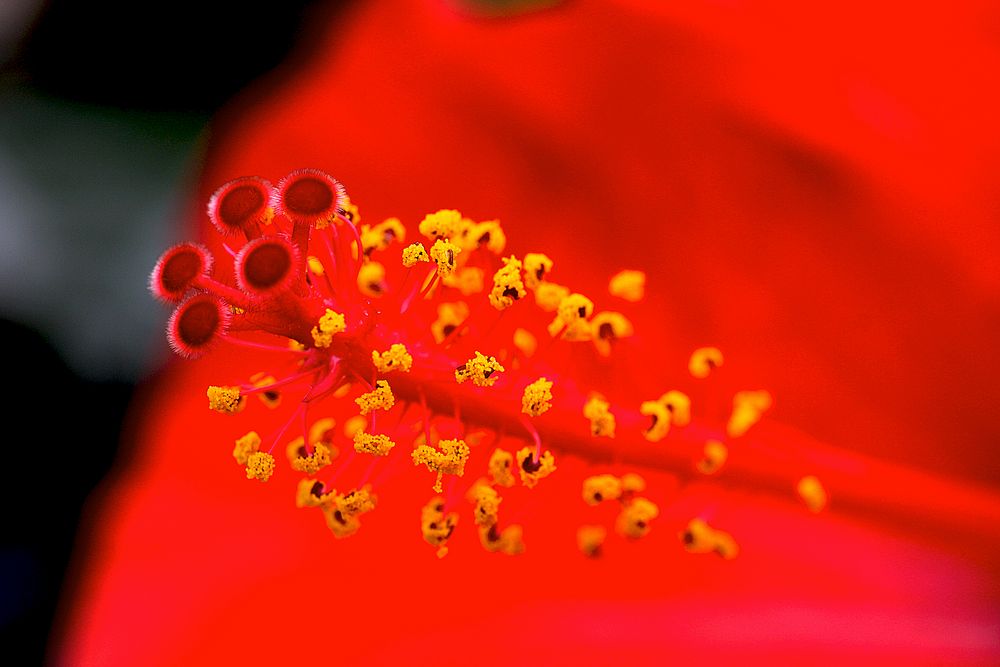 Blumenstempel mit Blütenstaub.... by Jule O. 