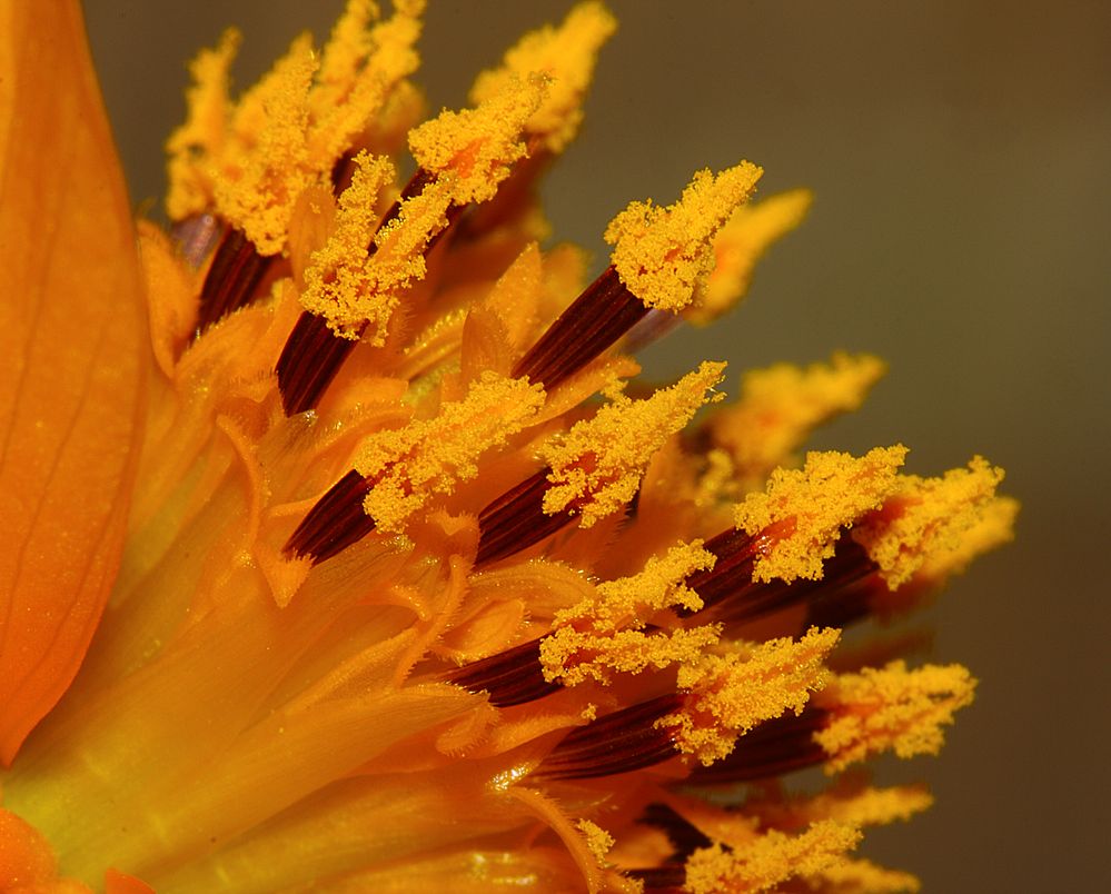 Blumenstempel mit Blütenstaub II