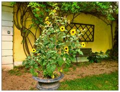 Blumenstillleben mit Sonnenblumen