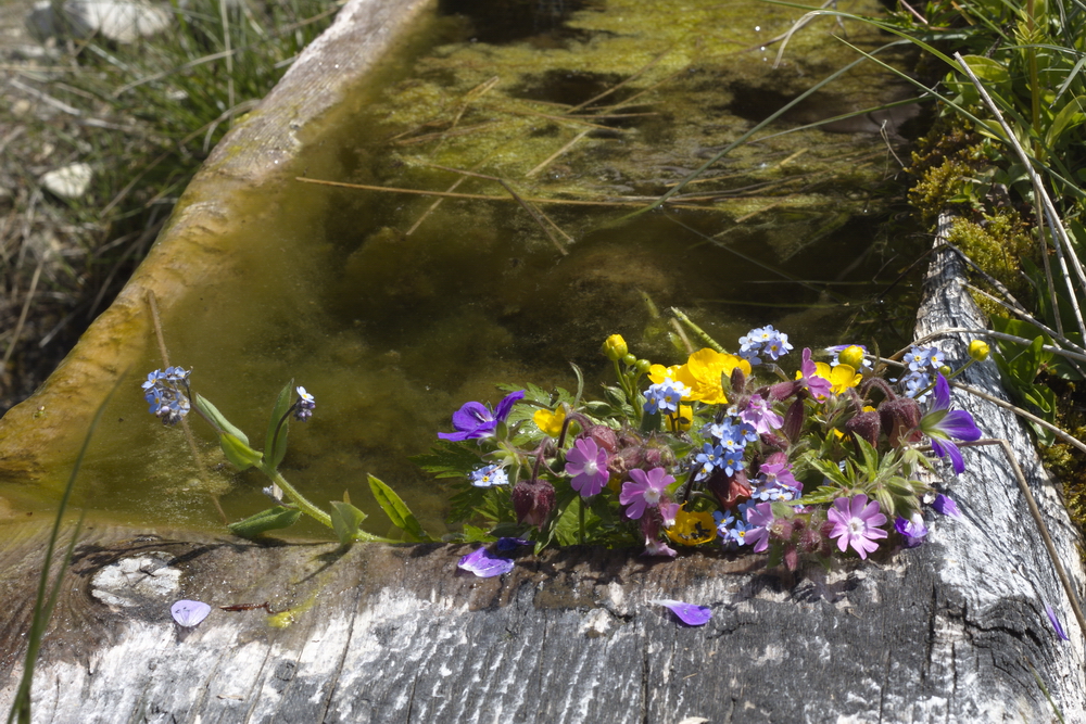 Blumensträußchen