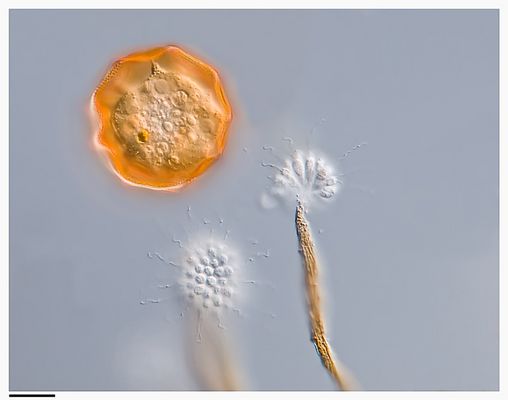 Blumensträusschen für die Amöbe