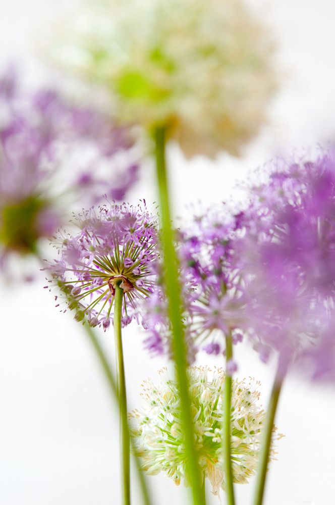 Blumenstrauß von Thorsten Katz 