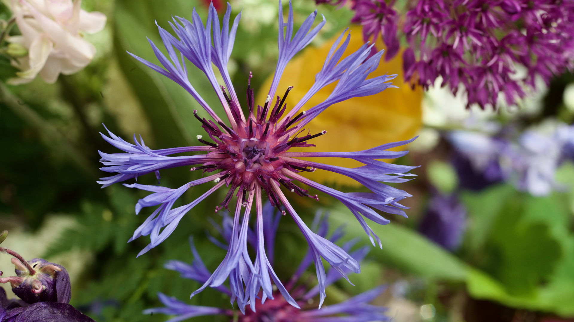 Blumenstrauß