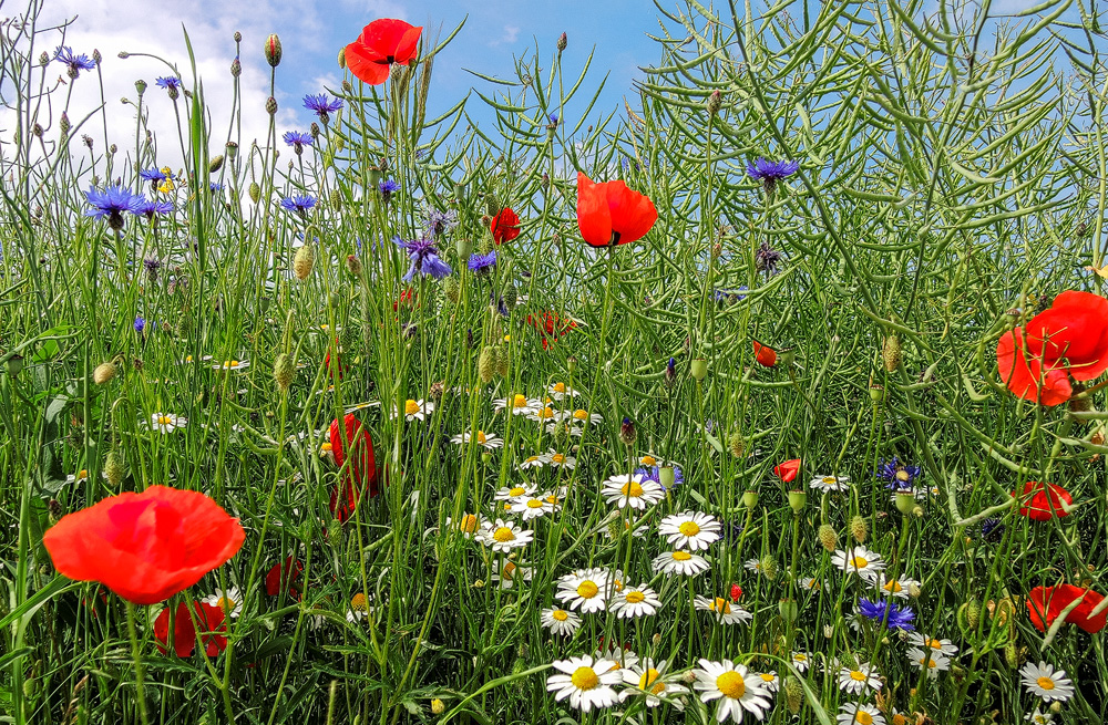 Blumenstrauß am Feldrand