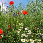 Blumenstrauß am Feldrand