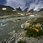 Blumenstrauss am kargen Tiefenbachufer