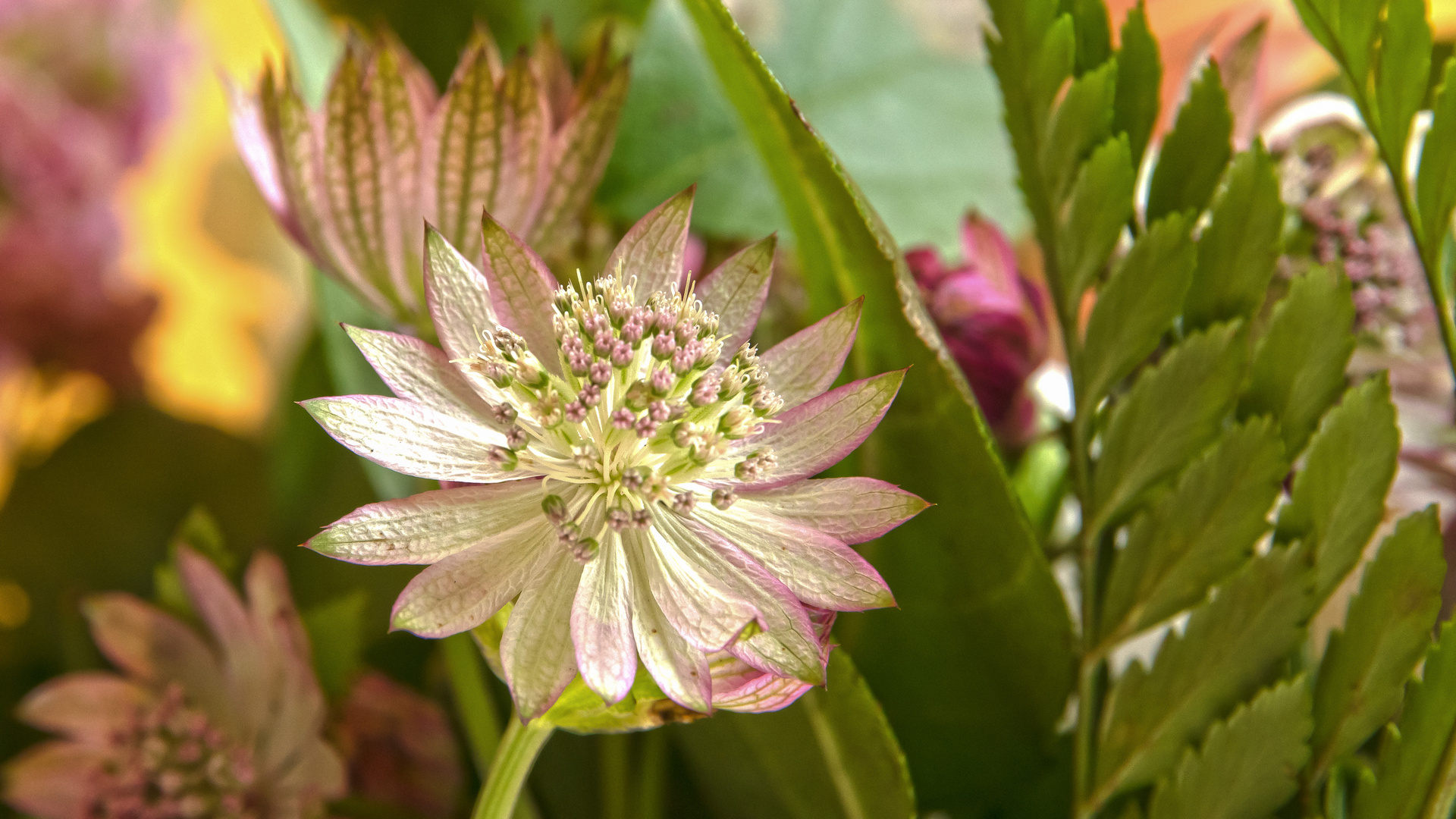 Blumenstrauss Detail 