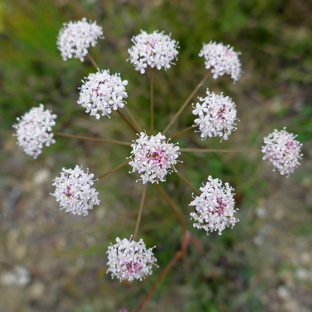 "Blumenstrauß" ...