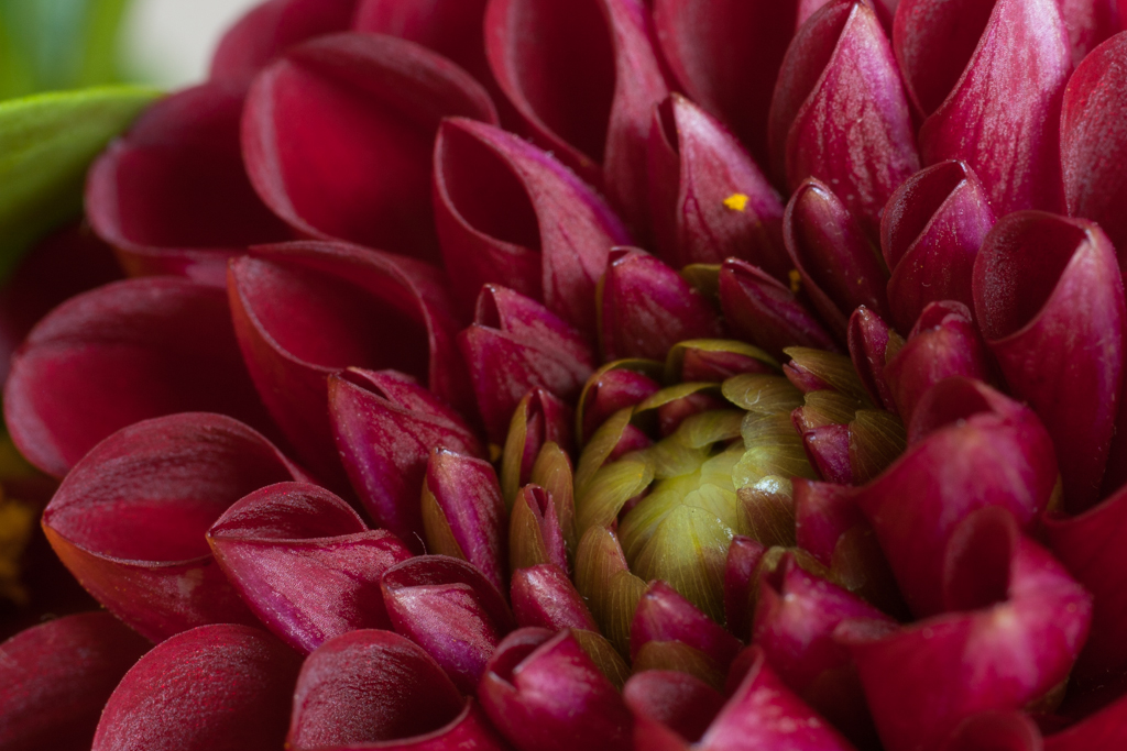 Blumenstrauß im Detail