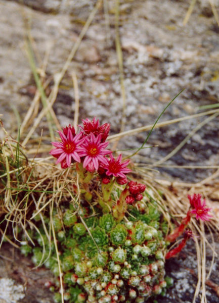 Blumenstrauss im Hochgebirge