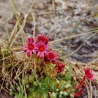 Blumenstrauss im Hochgebirge