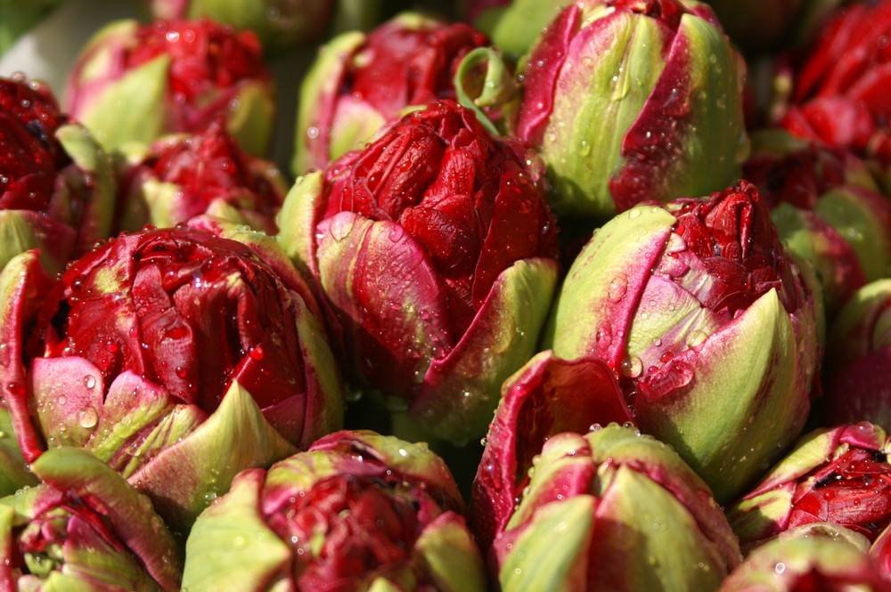 blumenstrauß mit tulpen