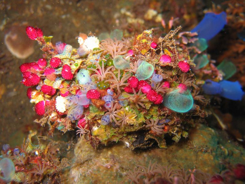 Blumenstrauß unter Wasser